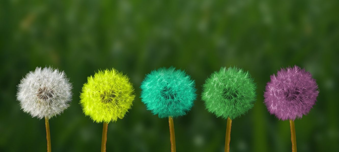 colourful flowers