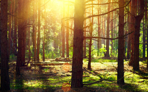 Is_center-parcs-worth-it
